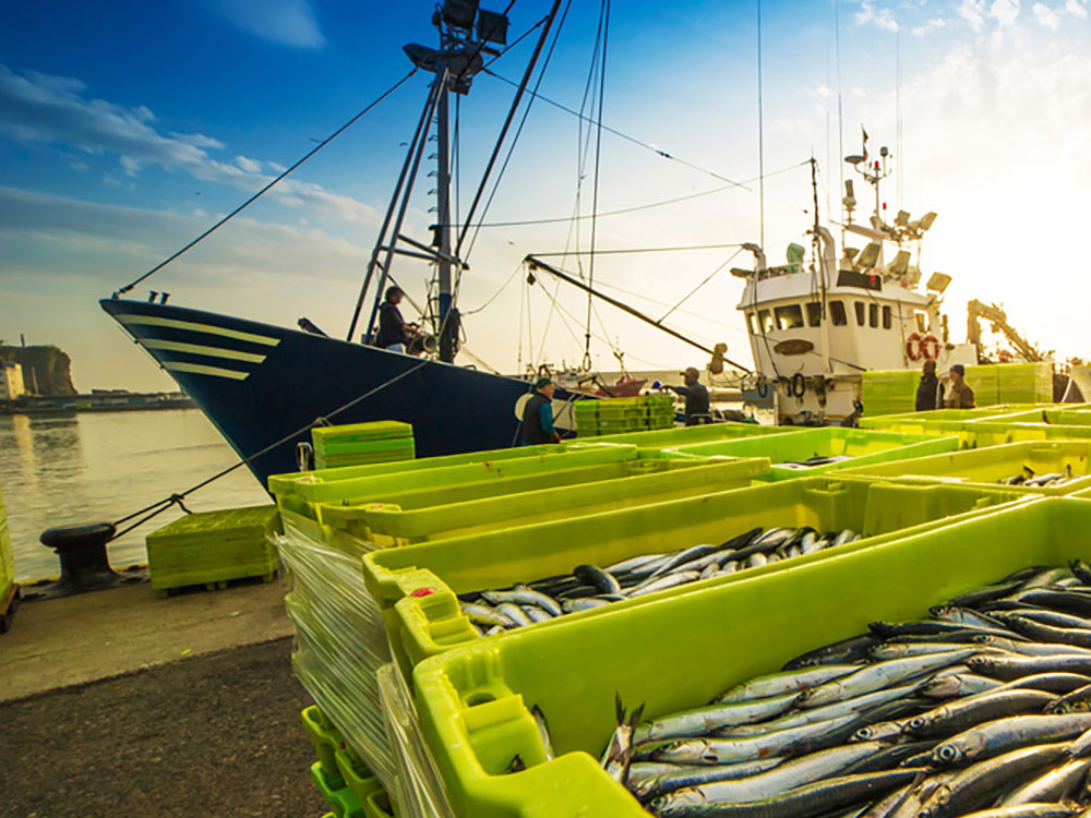 Pescados vão superar aves na taxa de crescimento global de proteínas